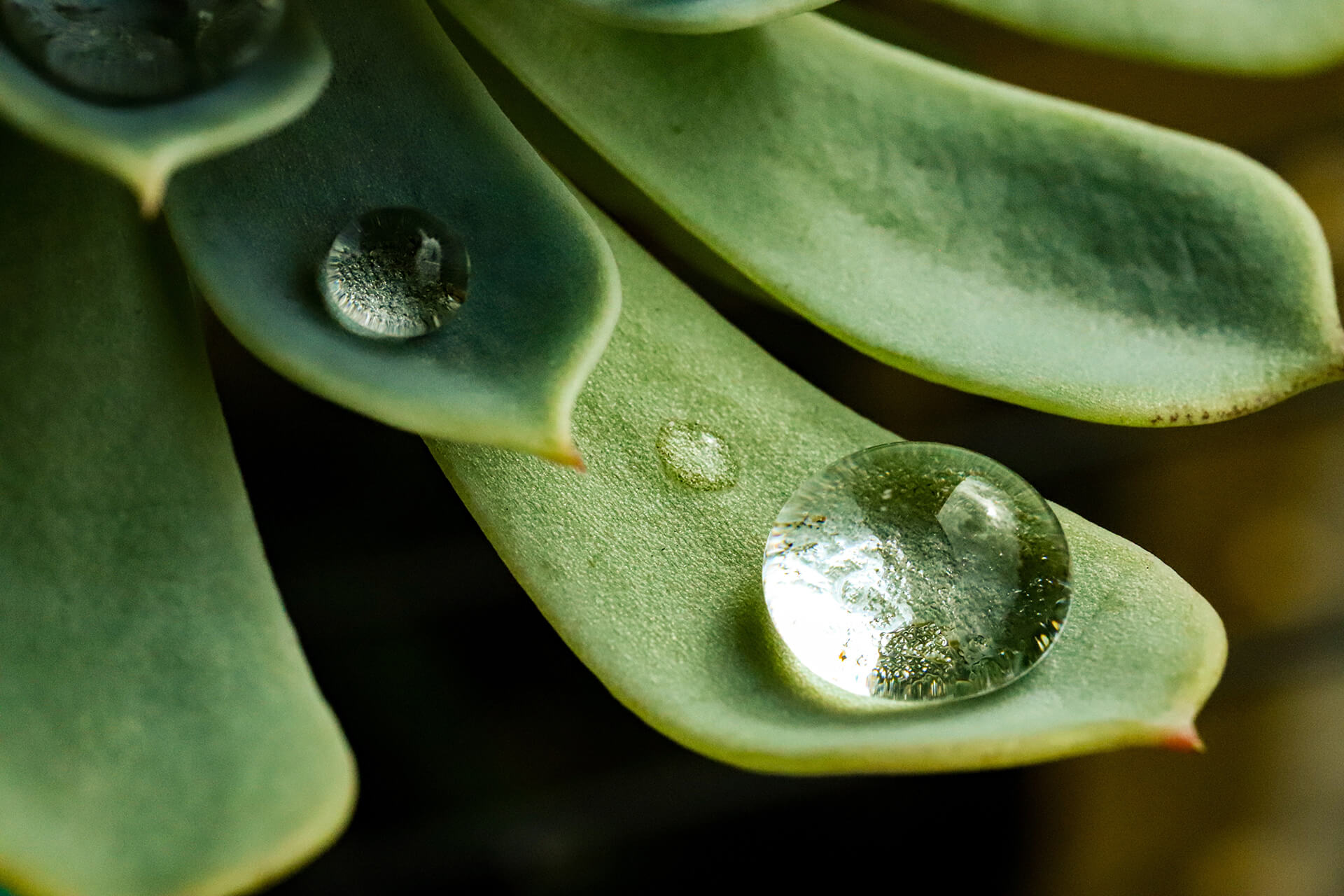 Jade Plant