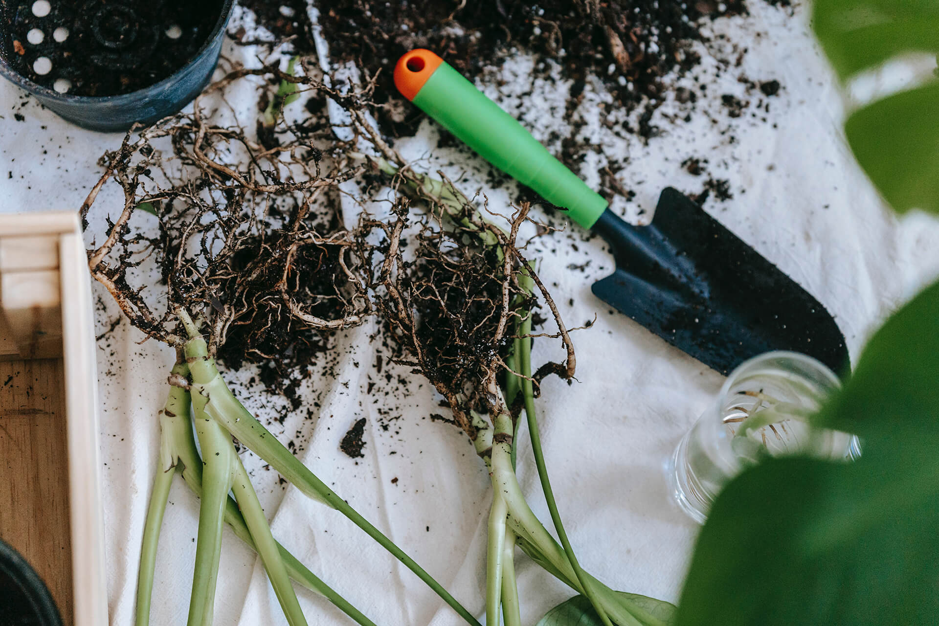 Grow & Care