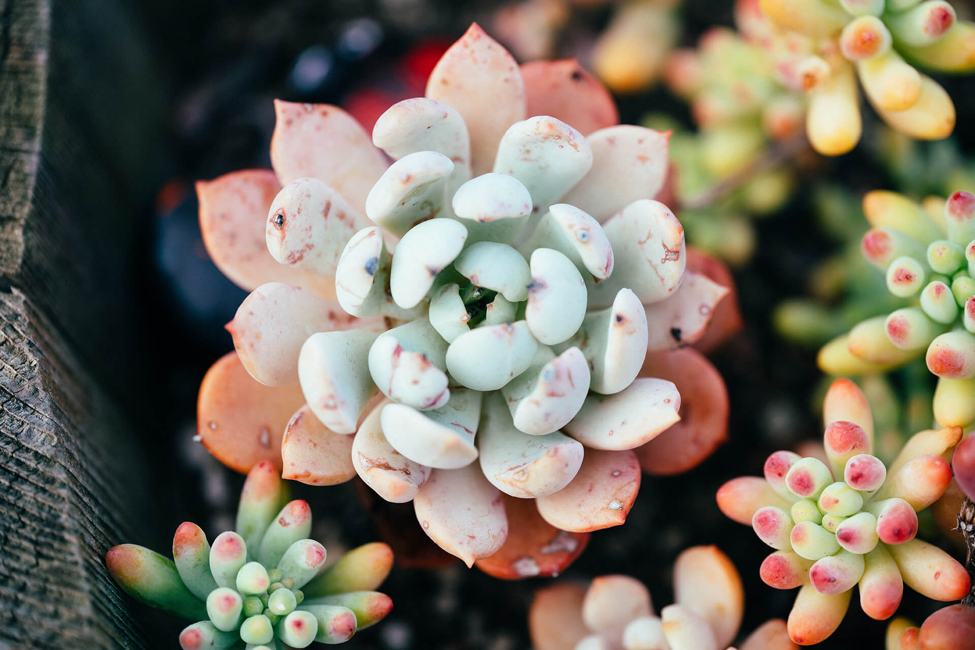 Graptosedum Ghosty