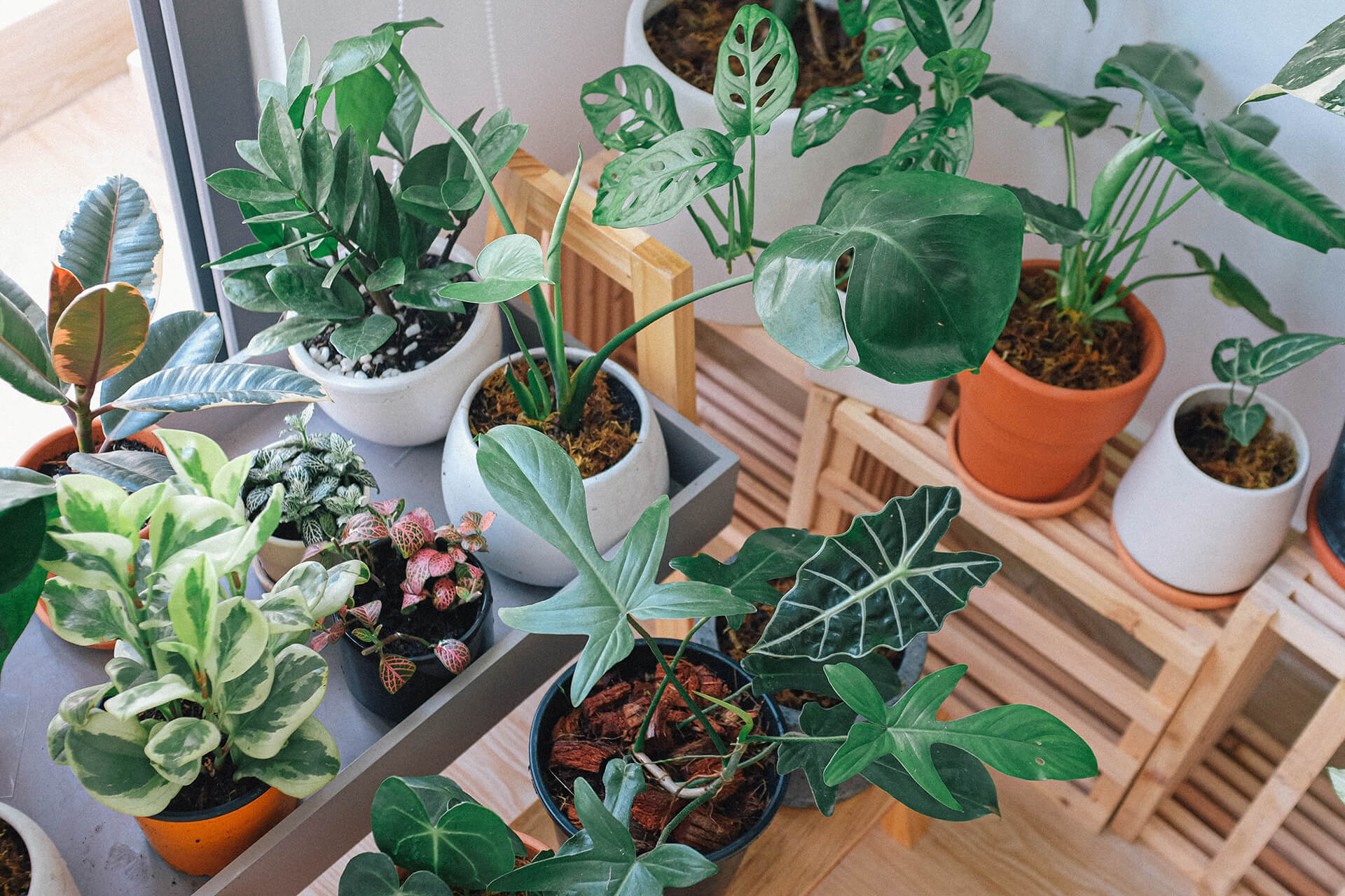 Plants Collection