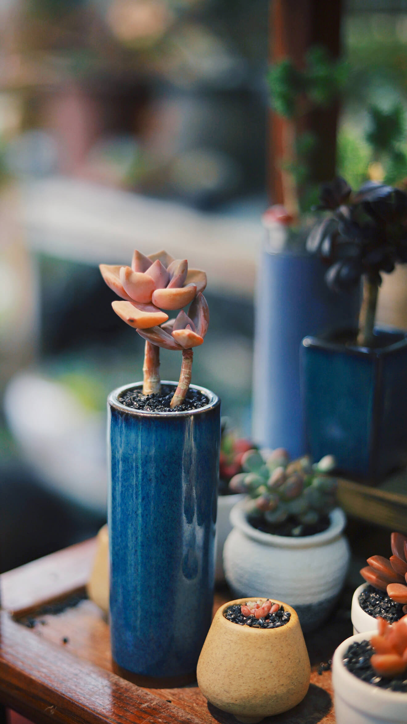 Crassula Succulent
