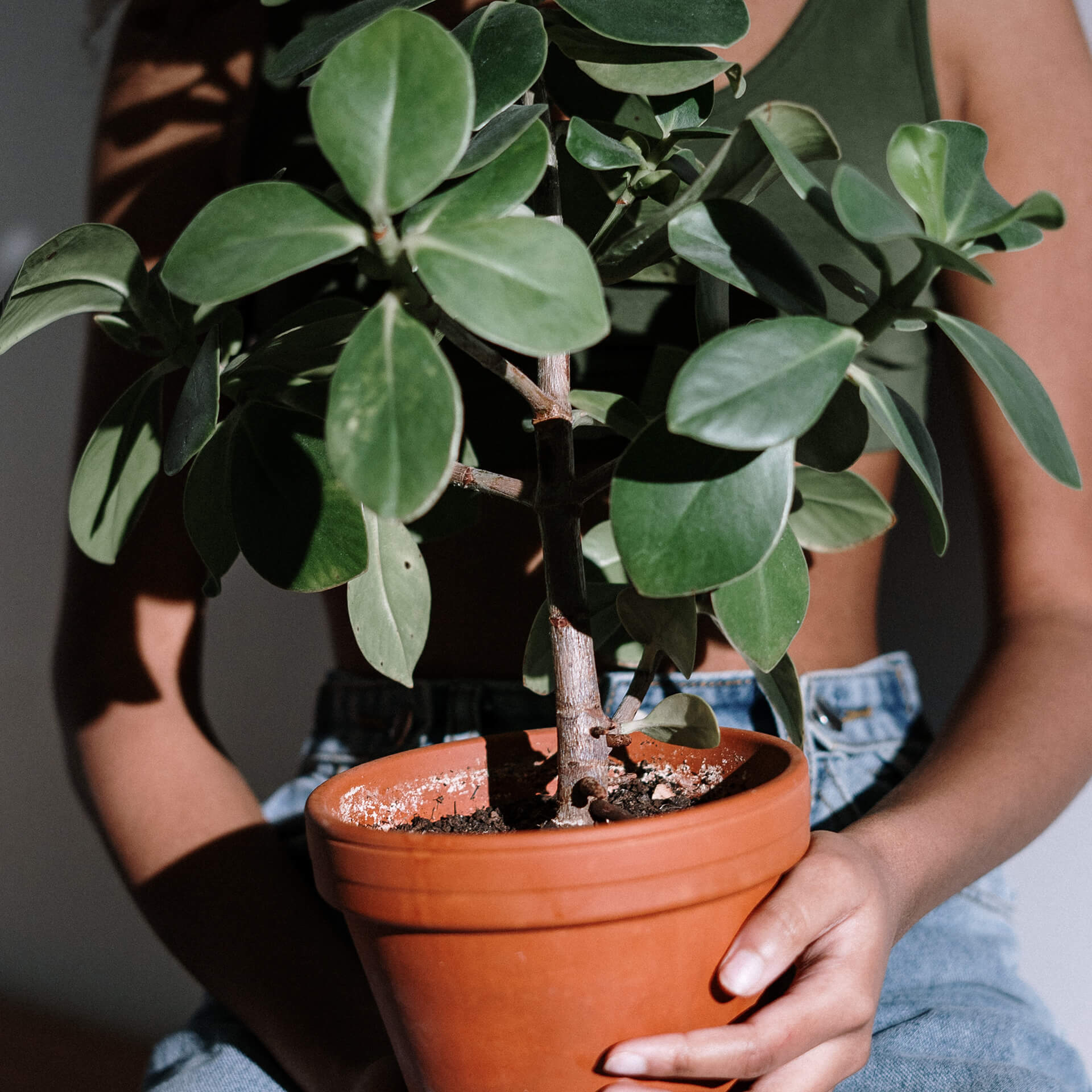 Money Tree