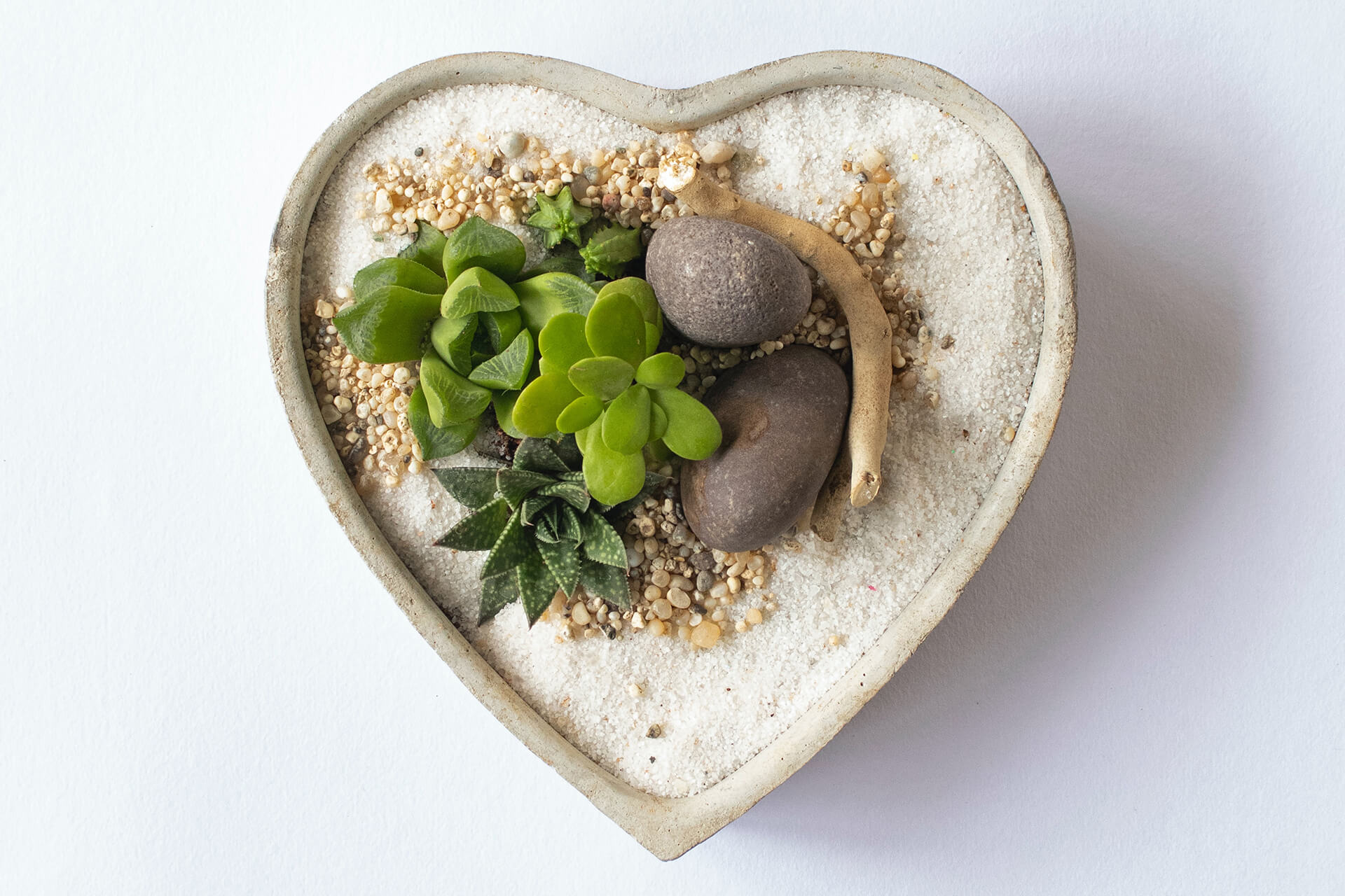 Crassula Ovata